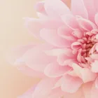 メニュー（整体・つめケア）